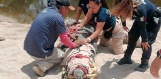 Capturan a cocodrilo de 250 kg en zona turística de Puerto Vallarta cocodrilo