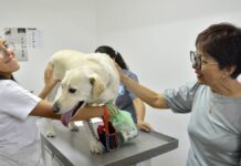 Lilia Cedillo inaugura auditorio y cubículos para docentes en Facultad de Medicina Veterinaria