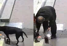 Hombre le roba su comida a lomito callejero en Edomex