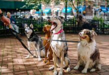CURP para mascotas será obligatorio en CDMX mascotas