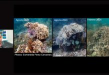 Arrecifes en México están en riesgo por altas temperaturas, advierte científico Arrecifes