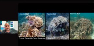 Arrecifes en México están en riesgo por altas temperaturas, advierte científico Arrecifes