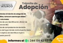 ¡Cambia la vida a un lomito! Conoce cómo adoptar perritos en Atlixco Atlixco