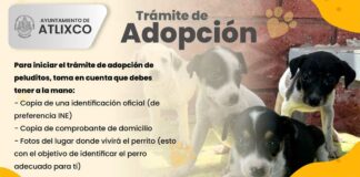 ¡Cambia la vida a un lomito! Conoce cómo adoptar perritos en Atlixco Atlixco