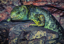 Comercio ilegal de fauna salvaje, un peligro para salud global: ONU Comercio