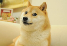 Muere Kabosu, perrita viral de memes y del Dogecoin