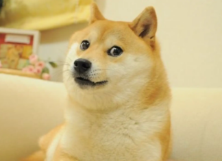 Muere Kabosu, perrita viral de memes y del Dogecoin