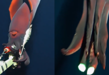 Captan extraño calamar gigante en la profundidad del océano en Australia