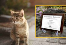 Universidad de Vermont otorga doctorado honorario a gato
