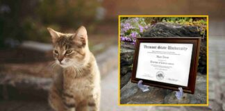 Universidad de Vermont otorga doctorado honorario a gato