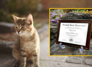 Universidad de Vermont otorga doctorado honorario a gato