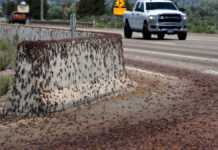 Grillos “caníbales” vuelven a causar estragos en Nevada