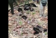 Encuentran 30 monos aulladores sin vida en Tabasco y Chiapas; culpan a ola de calor