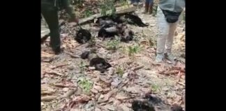 Encuentran 30 monos aulladores sin vida en Tabasco y Chiapas; culpan a ola de calor