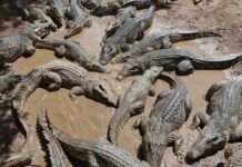 Mujer lanza a su hijo a río y es devorado por cocodrilos en India