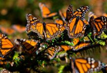 NAPA pide a México, EU y Canadá unirse para preservar mariposa monarca