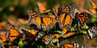 NAPA pide a México, EU y Canadá unirse para preservar mariposa monarca