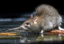 Nueva York convocará a “cumbre nacional sobre ratas urbanas” Nueva York