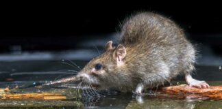 Nueva York convocará a “cumbre nacional sobre ratas urbanas” Nueva York