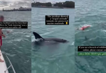Hombre salta al mar para nadar con una orca; lo multan por acoso animal Nueva Zelanda