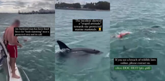 Hombre salta al mar para nadar con una orca; lo multan por acoso animal Nueva Zelanda