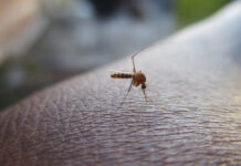 OMS valida nueva vacuna contra el dengue OMS