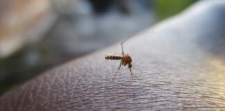 OMS valida nueva vacuna contra el dengue OMS