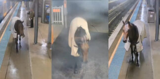 Captan a caballo con ropa en estación de tren en Australia