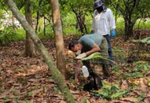 Reubican a siete monos saraguato por deshidratación en Tabasco Saraguato