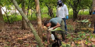 Reubican a siete monos saraguato por deshidratación en Tabasco Saraguato
