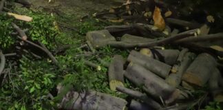 Otros cuatro árboles fueron derribados por vientos en Puebla capital árboles