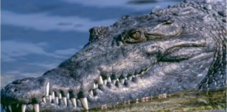 Hallan a mujer desaparecida devorada por un caimán en Texas