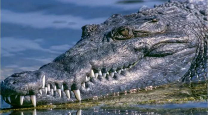 Hallan a mujer desaparecida devorada por un caimán en Texas