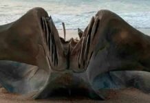 Descubren cráneo gigante en playa de Carolina del Norte cráneo