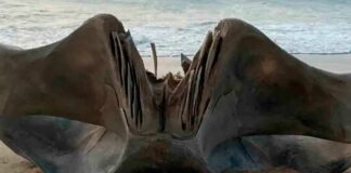 Descubren cráneo gigante en playa de Carolina del Norte cráneo