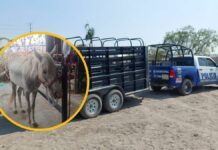 Salvan a yegua víctima de maltrato animal en San Andrés Cholula