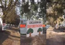 Piden evitar tala de árboles en entronque de Amalucan