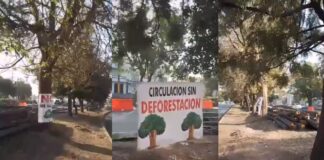 Piden evitar tala de árboles en entronque de Amalucan