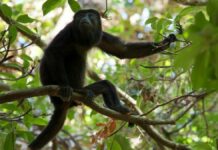 Semarnat investiga muerte de monos en Tabasco y Chiapas