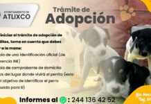 Conoce cómo adoptar un perrito en Atlixco
