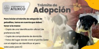 Conoce cómo adoptar un perrito en Atlixco