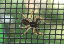 Arrestan a estadounidense en Turquía por contrabando de arañas