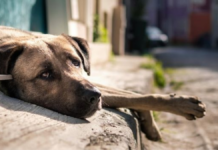 Turquía podría sacrificar hasta 4 millones de perritos