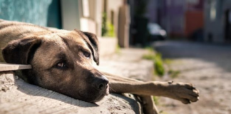 Turquía podría sacrificar hasta 4 millones de perritos