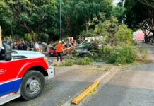 Fuertes vientos derriban al menos dos árboles en Puebla capital vientos