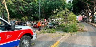 Fuertes vientos derriban al menos dos árboles en Puebla capital vientos