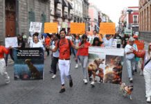 Animalistas exigen que se aplique la ley en casos de maltrato animal