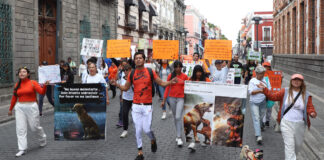 Animalistas exigen que se aplique la ley en casos de maltrato animal