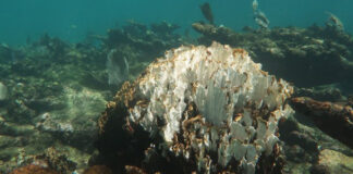 Altas temperaturas causan devastación en arrecifes de coral en México Arrecifes