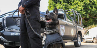 Comando canófilo recibe certificación internacional en detección de drogas